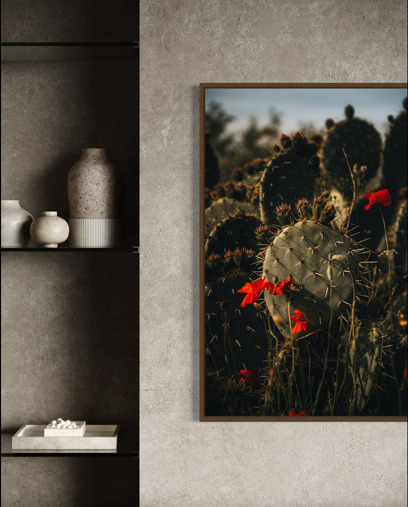 A flowering cactus in golden-hour light — fine-art photograph by Kayleigh Groenendijk