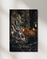 Bengal tiger between the trees in Ranthambore, India — fine-art photograph by Kayleigh Groenendijk