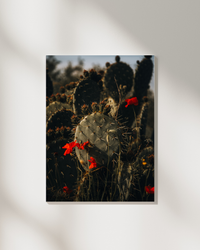 A flowering cactus in golden-hour light — fine-art photograph by Kayleigh Groenendijk