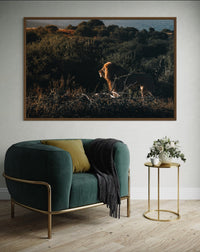 Lion walking through the jungle in evening light — fine-art photograph by Kayleigh Groenendijk