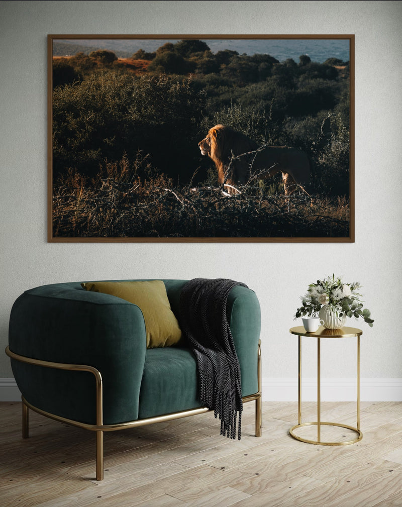 Lion walking through the jungle in evening light — fine-art photograph by Kayleigh Groenendijk