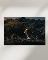 Lion walking through the jungle in evening light — fine-art photograph by Kayleigh Groenendijk