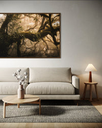 Moss-covered ancient trees in the misty Fanal Forest, Madeira — fine-art photograph by Kayleigh Groenendijk