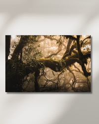 Moss-covered ancient trees in the misty Fanal Forest, Madeira — fine-art photograph by Kayleigh Groenendijk