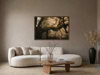 Moss-covered ancient trees in the misty Fanal Forest, Madeira — fine-art photograph by Kayleigh Groenendijk