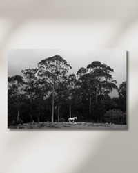 A single horse standing calm beneath the trees — fine-art photograph by Kayleigh Groenendijk
