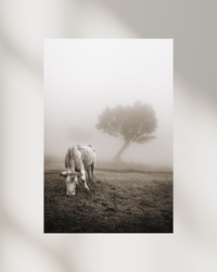 Through The Haze