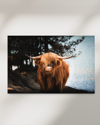 cottish Highland cow looking into the camera in a nature reserve — fine-art photograph by Kayleigh Groenendijk